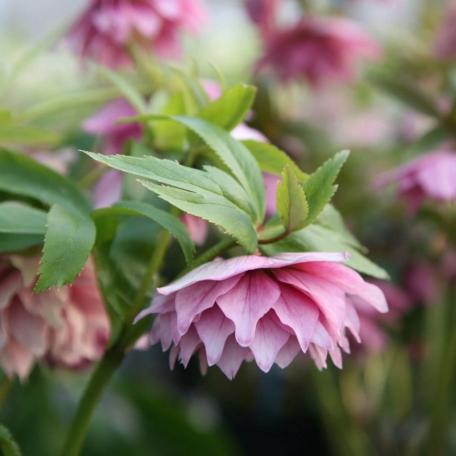 Helleborus × Hybridus Harvington Double Pink 1 Helleborus × Hybridus Harvington Double Pink