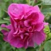 Rosa 'Roseraie De L'Haÿ'