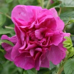 Rosa 'Roseraie De L'Haÿ'