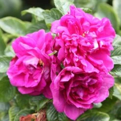 Rosa 'Roseraie De L'Haÿ' 5 Rosa 'Roseraie De L'Haÿ' -Plants Shop pl2000004696 card3 lg