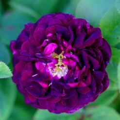 Rosa 'Tuscany Superb' -Plants Shop pl2000004709 card4 lg
