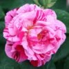 Rosa 'Ferdinand Pichard'
