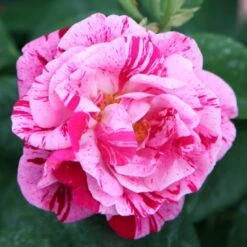 Rosa 'Ferdinand Pichard'