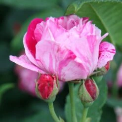 Rosa 'Ferdinand Pichard' -Plants Shop pl2000004947 card3 lg