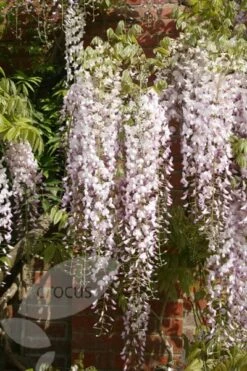 Wisteria Floribunda 'Kuchi-beni' 6 Wisteria Floribunda 'Kuchi-beni' -Plants Shop pl2000005197 card3 lg