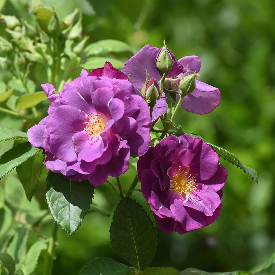 Rosa Rhapsody In Blue ('Frantasia') (PBR) 1 Rosa Rhapsody In Blue ('Frantasia') (PBR)