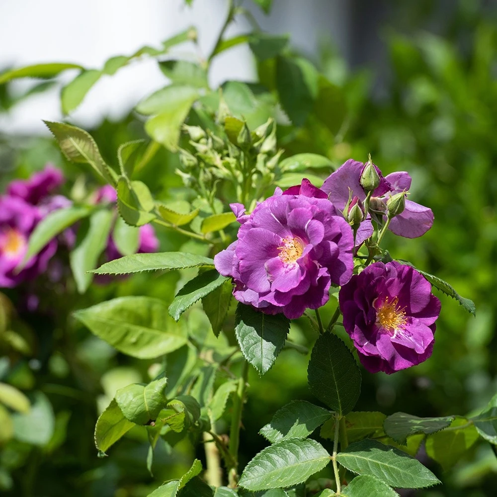 Rosa Rhapsody In Blue ('Frantasia') (PBR) 2 Rosa Rhapsody In Blue ('Frantasia') (PBR) - Image 2