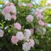 Rosa 'Paul's Himalayan Musk'