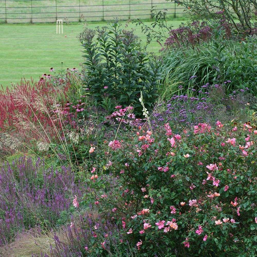 Rosa × Odorata 'Mutabilis' 2 Rosa × Odorata 'Mutabilis' - Image 2