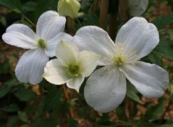 Clematis 'Miss Christine' -Plants Shop pl2000005510 card3 lg