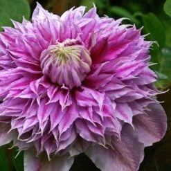 Clematis Josephine ('Evijohill') (PBR) -Plants Shop pl2000005511 card3 lg