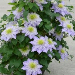 Clematis Crystal Fountain ('Evipo038') (PBR) -Plants Shop pl2000005864 card3 lg