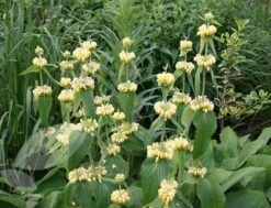 Phlomis Russeliana 11 Phlomis Russeliana -Plants Shop pl2000005933 card6 lg