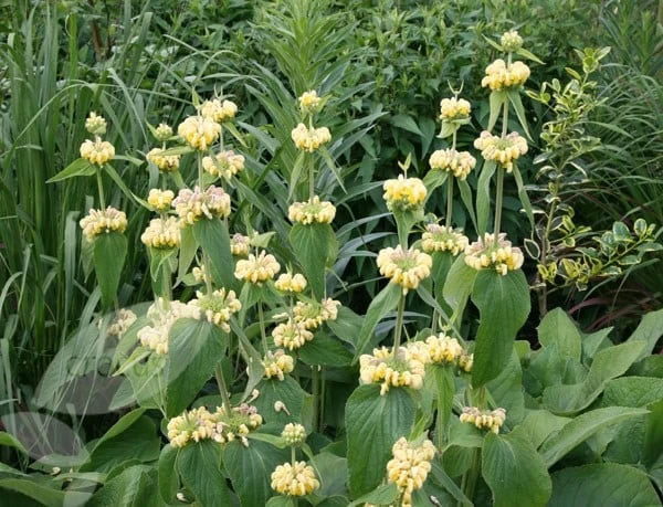 Phlomis Russeliana 6 Phlomis Russeliana - Image 6