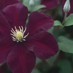 Clematis 'Warszawska Nike' -Plants Shop pl2000006222 card3 lg