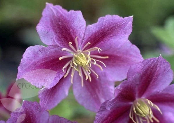 Clematis 'Piilu' 2 Clematis 'Piilu' - Image 2