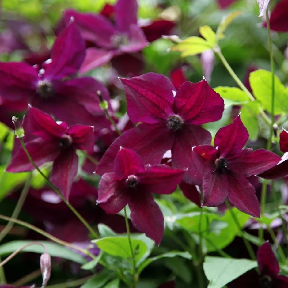 Clematis 'Black Prince' 1 Clematis 'Black Prince'