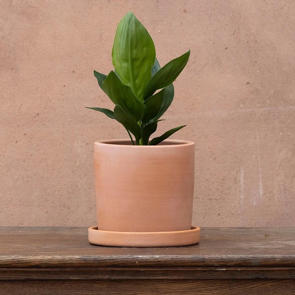 Strelitzia Reginae 1 Strelitzia Reginae