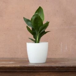 Strelitzia Reginae 5 Strelitzia Reginae -Plants Shop pl2000006625 card3 lg