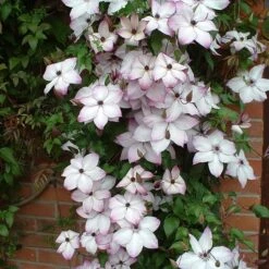 Clematis 'Fond Memories' -Plants Shop pl2000007859 card3 lg