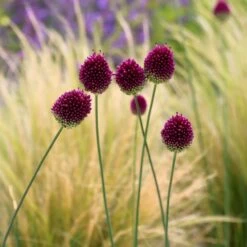 Allium Sphaerocephalon -Plants Shop pl2000008214 card3 lg