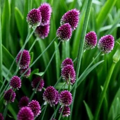 Allium Sphaerocephalon -Plants Shop pl2000008214 card5 lg