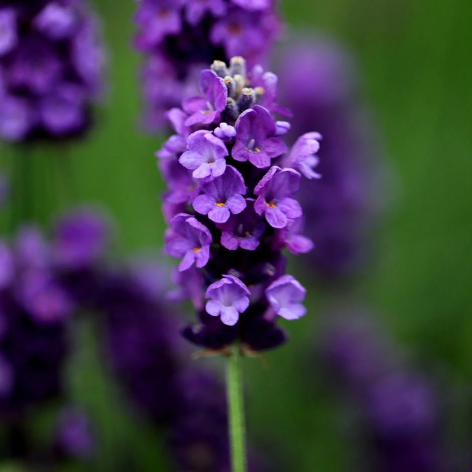 Lavandula Angustifolia 'Imperial Gem' 1 Lavandula Angustifolia 'Imperial Gem'