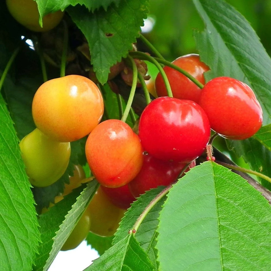 Cherry 'Merton Glory' 1 Cherry 'Merton Glory'