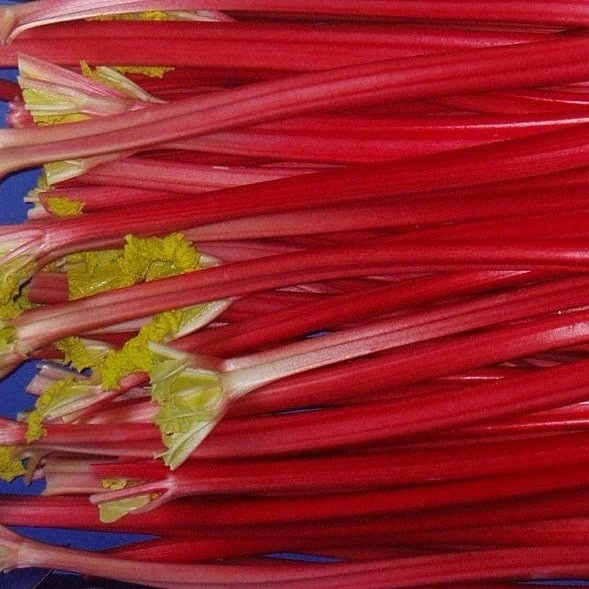 Rhubarb 'Raspberry Red' 1 Rhubarb 'Raspberry Red'