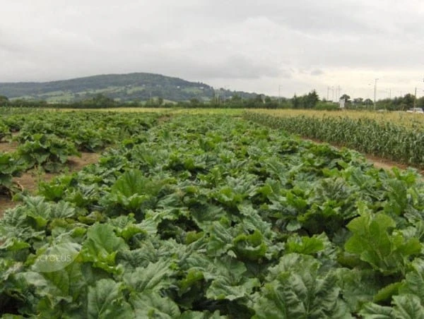 Rhubarb 'Raspberry Red' 2 Rhubarb 'Raspberry Red' - Image 2