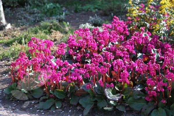 Bergenia 'Overture' 4 Bergenia 'Overture' - Image 4