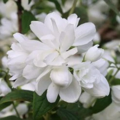 Philadelphus 'Snowbelle' -Plants Shop pl2000009901 card3 lg