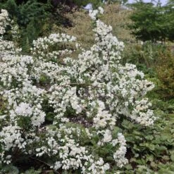 Philadelphus 'Snowbelle' -Plants Shop pl2000009901 card4 lg