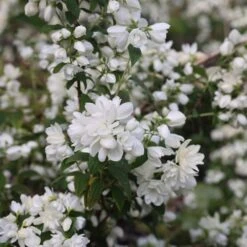 Philadelphus 'Snowbelle' -Plants Shop pl2000009901 card5 lg