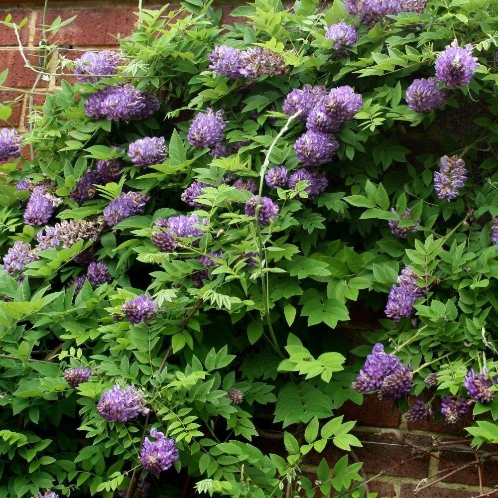 Wisteria Frutescens 'Longwood Purple' 2 Wisteria Frutescens 'Longwood Purple' - Image 2