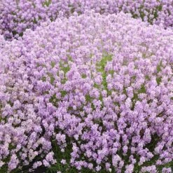 Lavandula Angustifolia 'Rosea'