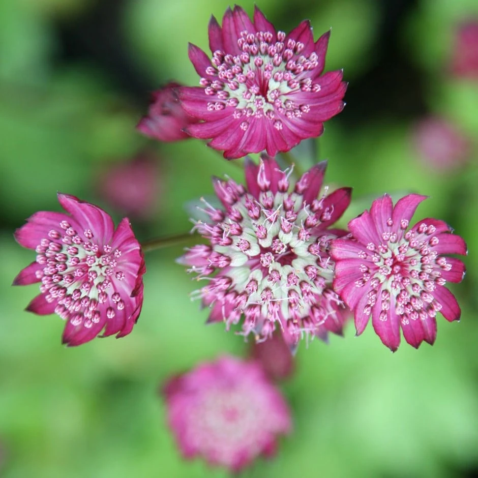 Astrantia Major 'Rubra' 1 Astrantia Major 'Rubra'
