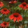 Echinacea 'Sundown' (PBR) (Big Sky Series)
