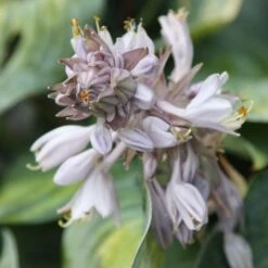 Hosta (Tardiana Group) 'June' -Plants Shop pl2000010755 card3 lg