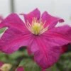 Clematis 'Remembrance'