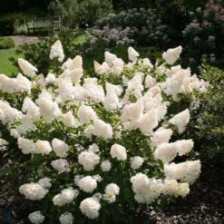 Hydrangea Paniculata Vanille Fraise ('Renhy') (PBR) -Plants Shop pl2000011165 card3 lg