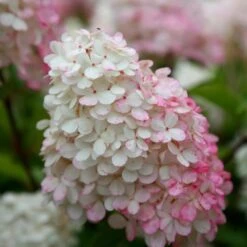 Hydrangea Paniculata Vanille Fraise ('Renhy') (PBR) -Plants Shop pl2000011165 card4 lg