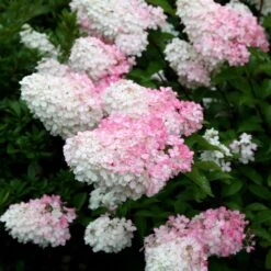 Hydrangea Paniculata Vanille Fraise ('Renhy') (PBR) -Plants Shop pl2000011165 card5 lg