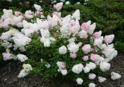 Hydrangea Paniculata Vanille Fraise ('Renhy') (PBR) -Plants Shop pl2000011165 card6 lg