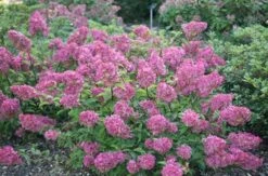 Hydrangea Paniculata Vanille Fraise ('Renhy') (PBR) -Plants Shop pl2000011165 card7 lg