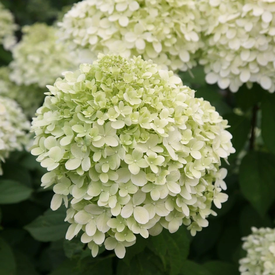 Hydrangea Paniculata 'Limelight' (PBR) 1 Hydrangea Paniculata 'Limelight' (PBR)