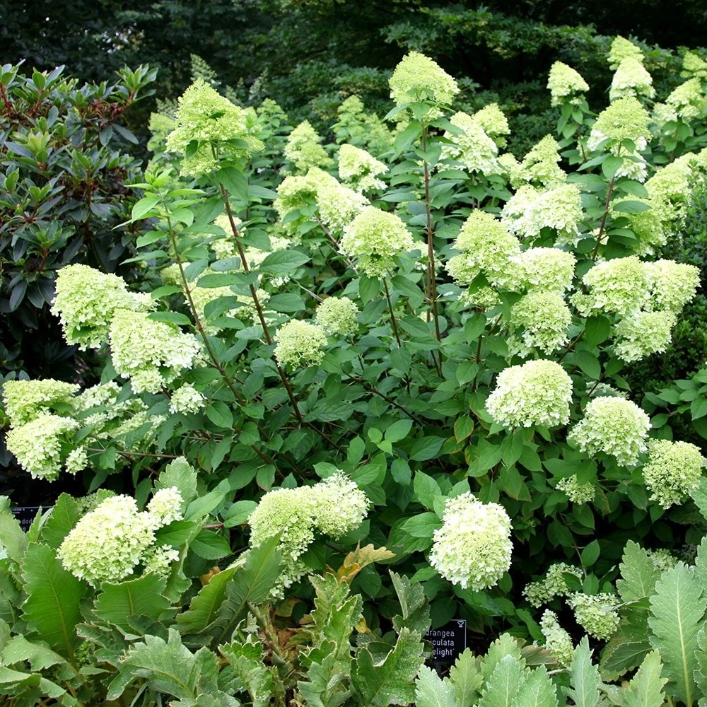 Hydrangea Paniculata 'Limelight' (PBR) 2 Hydrangea Paniculata 'Limelight' (PBR) - Image 2