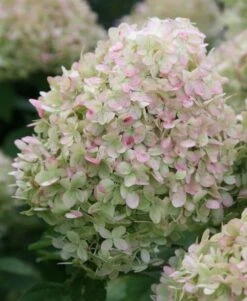 Hydrangea Paniculata 'Limelight' (PBR) 9 Hydrangea Paniculata 'Limelight' (PBR) -Plants Shop pl2000011169 card3 lg