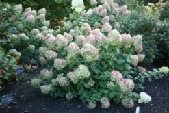 Hydrangea Paniculata 'Limelight' (PBR) 10 Hydrangea Paniculata 'Limelight' (PBR) -Plants Shop pl2000011169 card4 lg