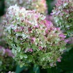 Hydrangea Paniculata 'Limelight' (PBR) 11 Hydrangea Paniculata 'Limelight' (PBR) -Plants Shop pl2000011169 card5 lg